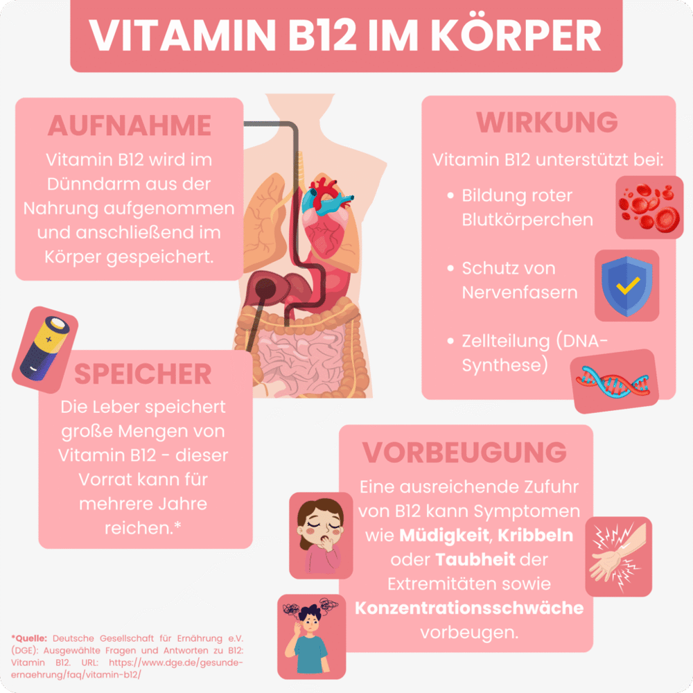 Infografik: Vitamin B12 im Körper – Aufnahme, Speicher, Wirkung, Vorbeugung